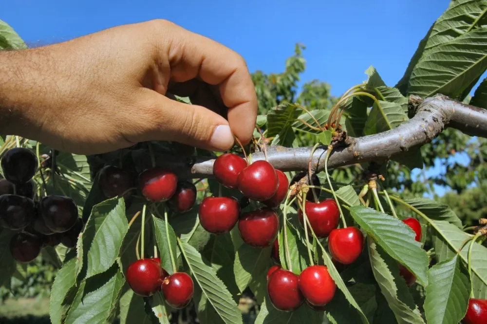 Cueillette de pommes et cerises bio à Baugé-en-Anjou
